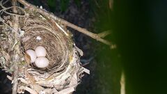 Vireo griseus