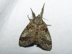 Dasychira vagans
