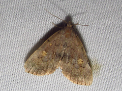 Idia diminuendis