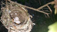 Vireo griseus