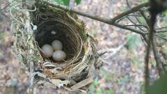 Vireo griseus