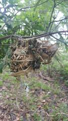 Vireo griseus