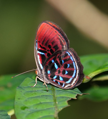 Paralaxita