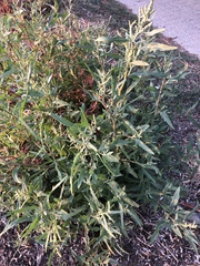 Atriplex australasica