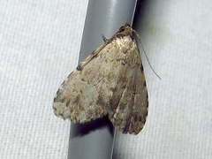 Dyspyralis puncticosta