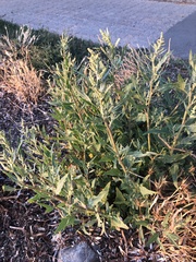 Atriplex australasica