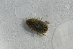 Sphaeroma walkeri