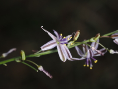 Caesia parviflora