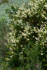 Orites lancifolius