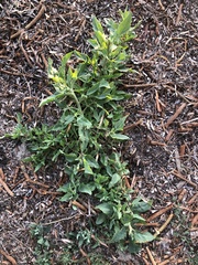 Atriplex australasica