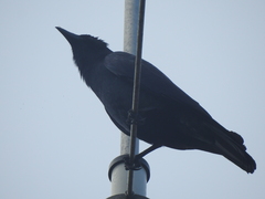Corvus sinaloae