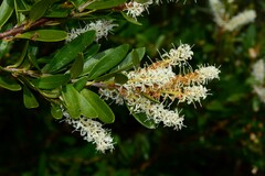 Orites lancifolius