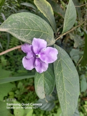 Brunfelsia pauciflora
