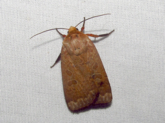 Abagrotis alternata