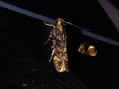 Chionodes formosella