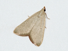 Hypsopygia albidalis