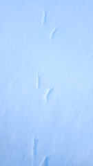 Colaptes auratus luteus