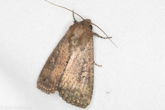Condica sutor