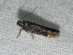 Chionodes formosella