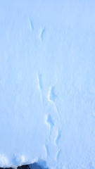 Colaptes auratus luteus