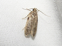 Chionodes pereyra