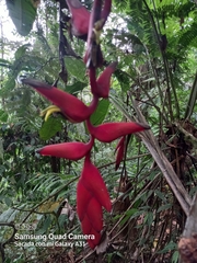 Heliconia bihai