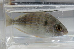 Lagodon rhomboides