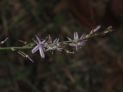 Caesia parviflora