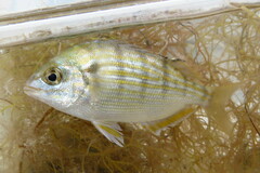 Lagodon rhomboides