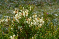 Orites lancifolius