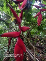 Heliconia bihai