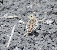 Anthus spragueii