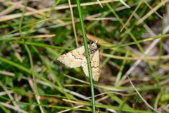 Melitulias discophora