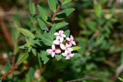 Pimelea alpina