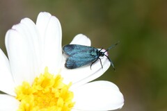Turneriprocris dolens