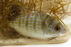 Lagodon rhomboides
