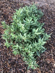 Atriplex australasica