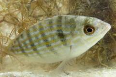 Lagodon rhomboides