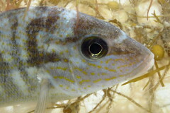 Orthopristis chrysoptera