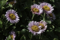 Erigeron glaucus