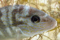 Orthopristis chrysoptera