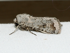 Proteuxoa amaurodes