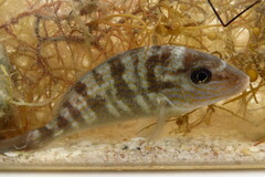 Orthopristis chrysoptera