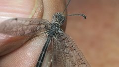 Nemoleontinae