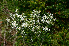 Olearia algida