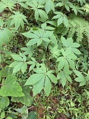 Cleome magnifica