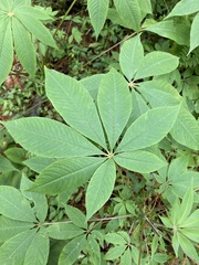 Cleome magnifica