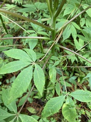 Cleome magnifica