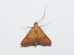 Endotricha pyrosalis