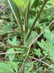 Cleome magnifica